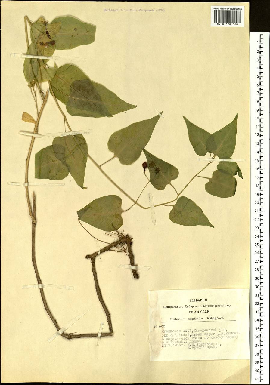 Solanum dulcamara L., Siberia, Altai & Sayany Mountains (S2) (Russia)