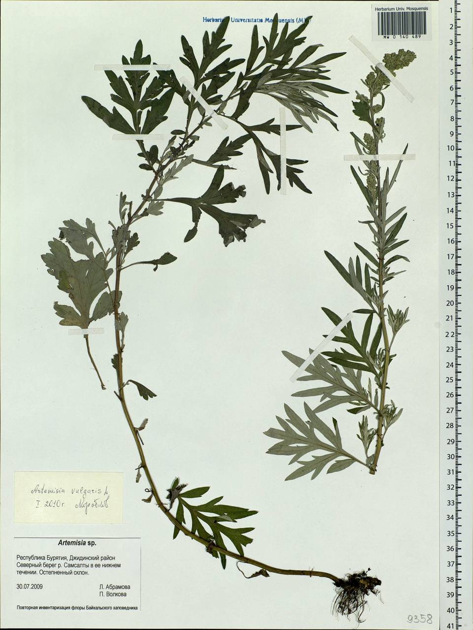 Artemisia vulgaris карта Россия