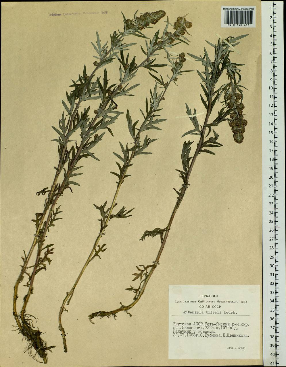 Artemisia tilesii Ледеб.