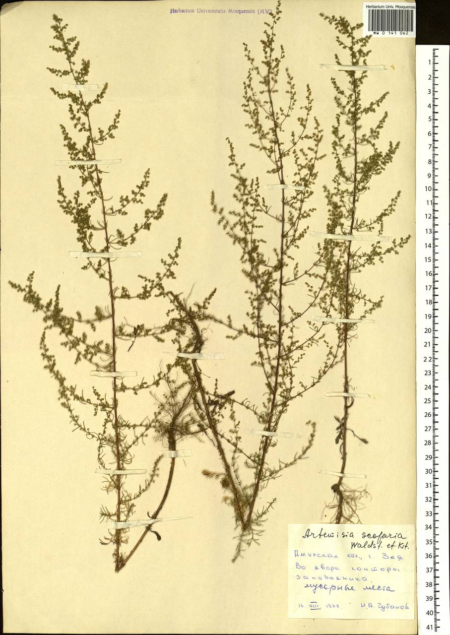 Artemisia scoparia Waldst. & Kit., Siberia, Russian Far East (S6) (Russia)