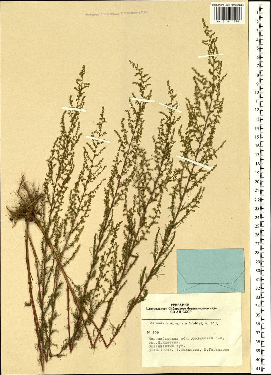 Artemisia scoparia Waldst. & Kit., Siberia, Western Siberia (S1) (Russia)