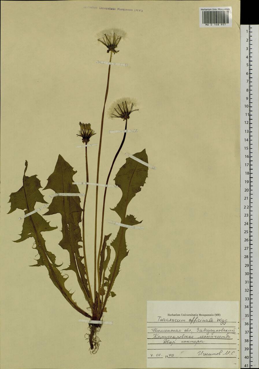 Taraxacum officinale Weber ex Wiggins, Siberia, Western Siberia (S1) (Russia)