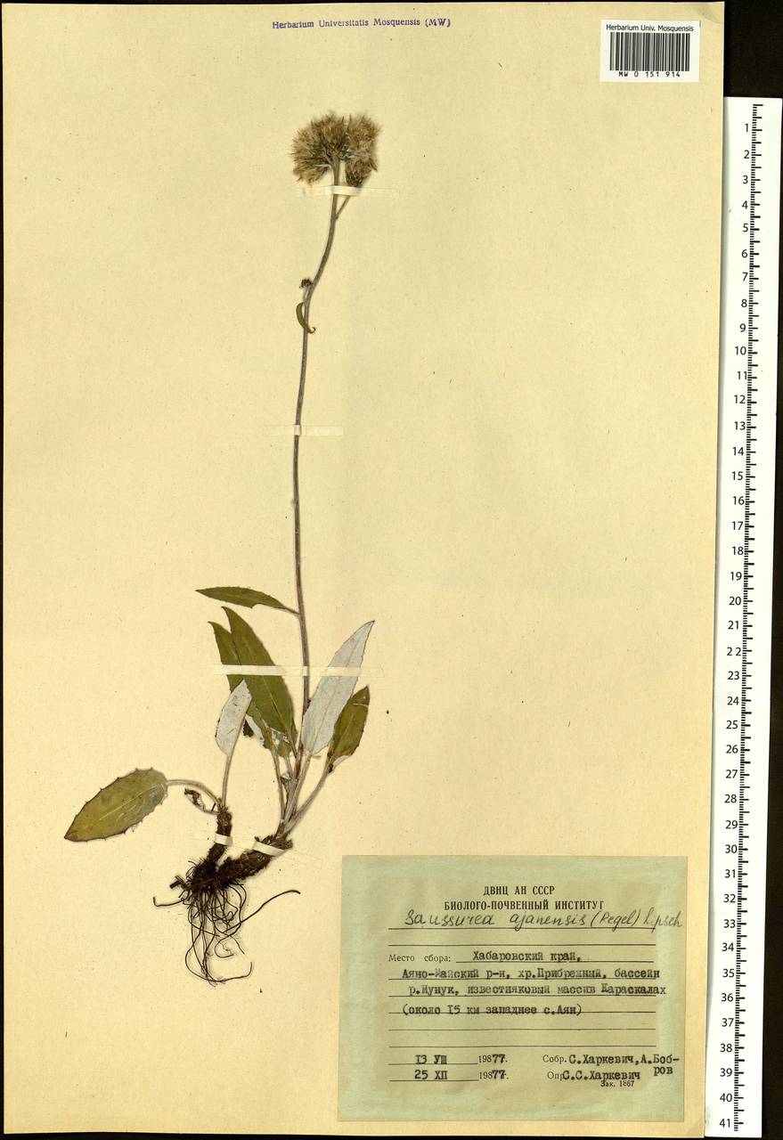 Saussurea ajanensis Lipsch., Siberia, Russian Far East (S6) (Russia)