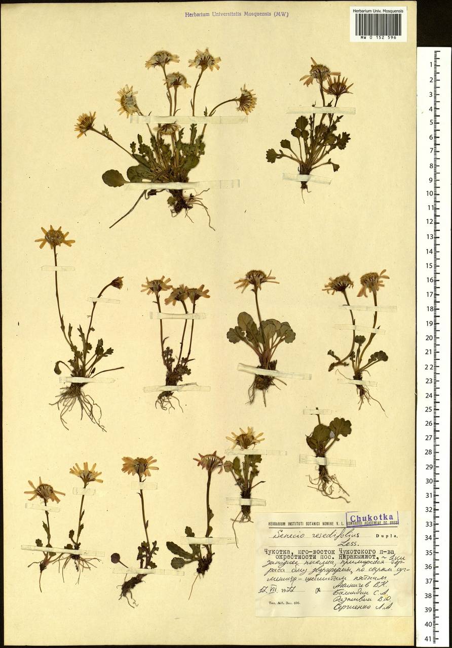 Фарм сесилии геншин. Сесилия геншин карта. Tephroseris heterophylla. Где найти пепельник геншин натлан. Пепельник якутский.