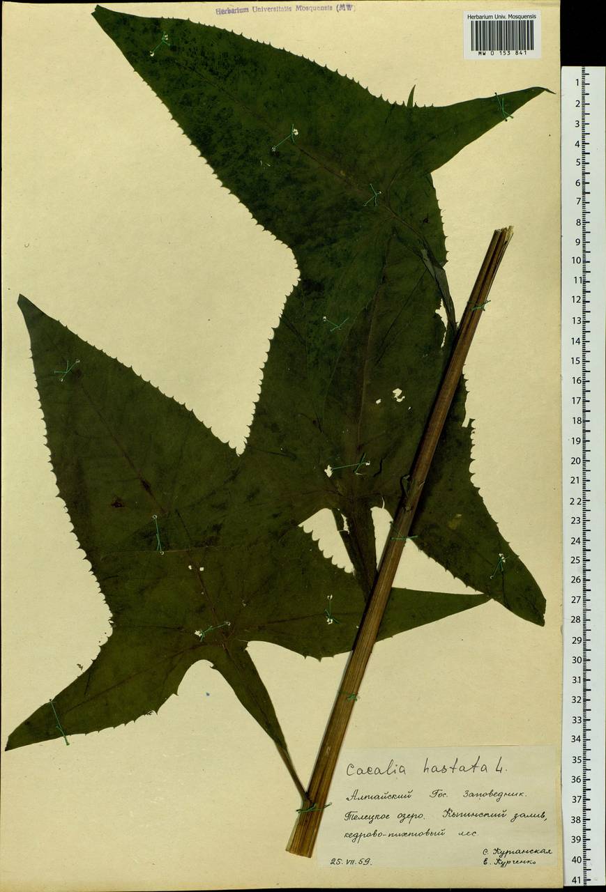 Копьевидный лист примеры растений MW0153841, Cacalia hastata (Недоспелка копьевидная), specimen