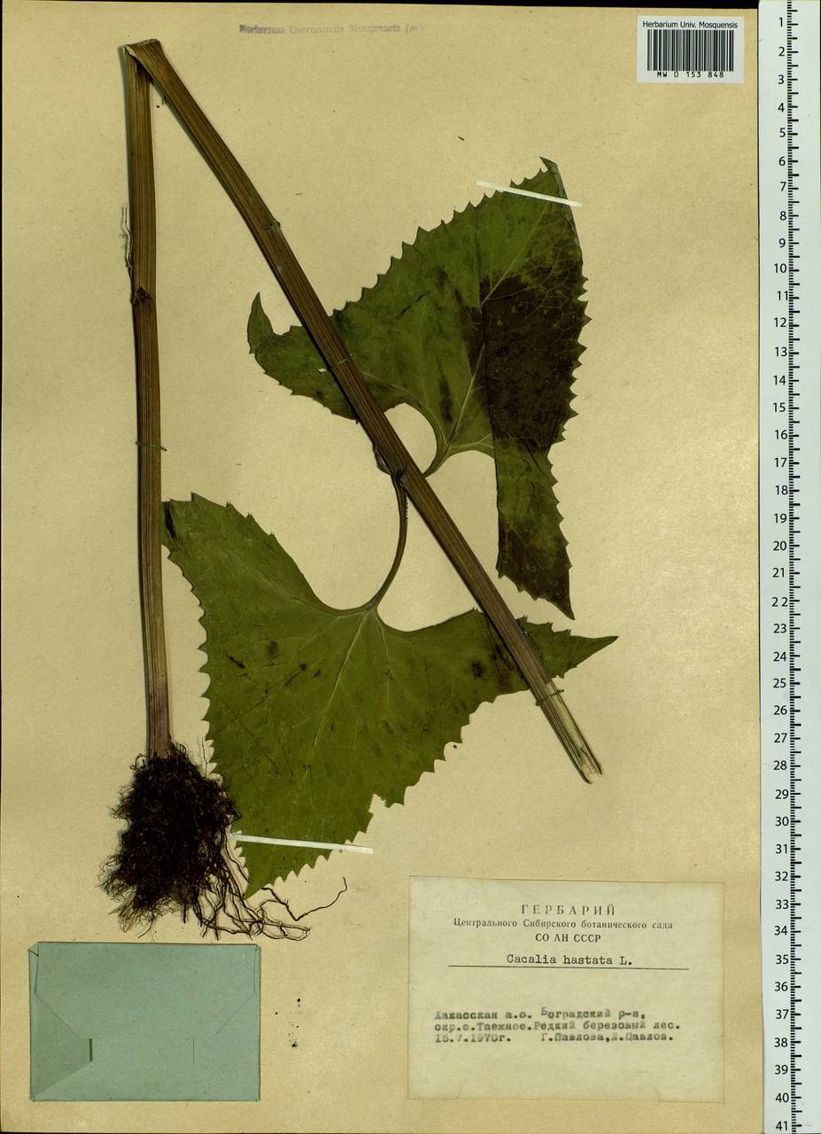 Копьевидный лист примеры растений MW0153848, Cacalia hastata (Недоспелка копьевидная), specimen