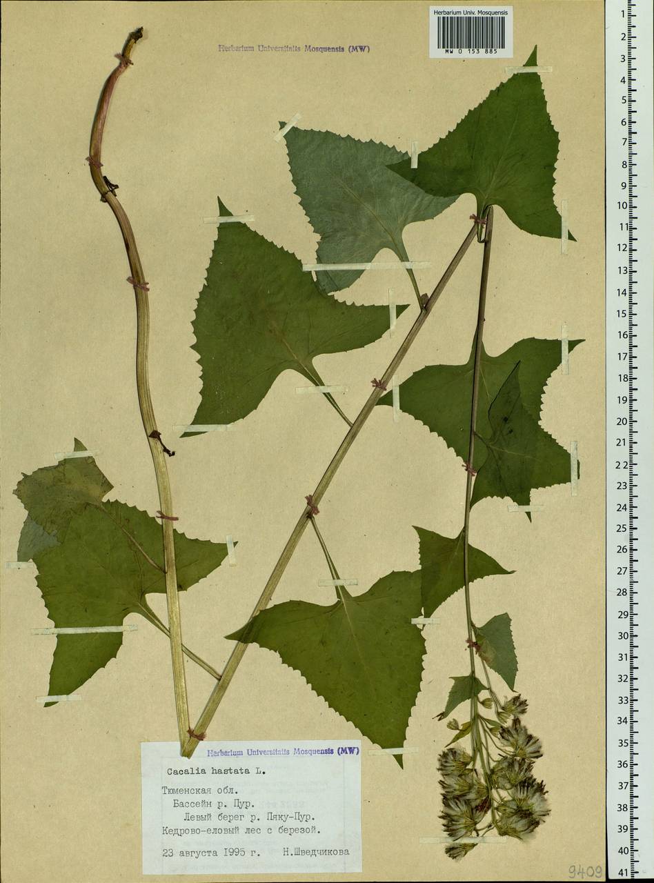 Копьевидный лист примеры растений MW0153885, Cacalia hastata (Недоспелка копьевидная), specimen