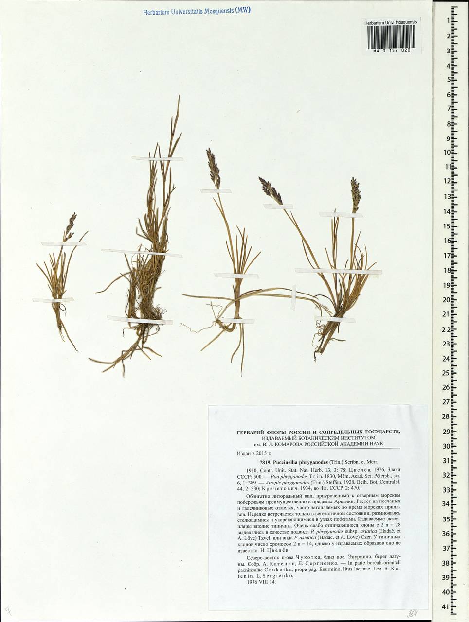 Atropis phryganodes trig.