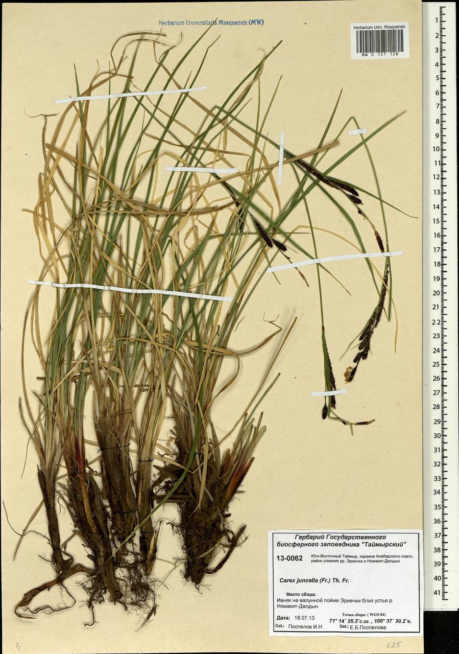 Carex nigra subsp. juncea (Fr.) Soó, Siberia, Central Siberia (S3) (Russia)