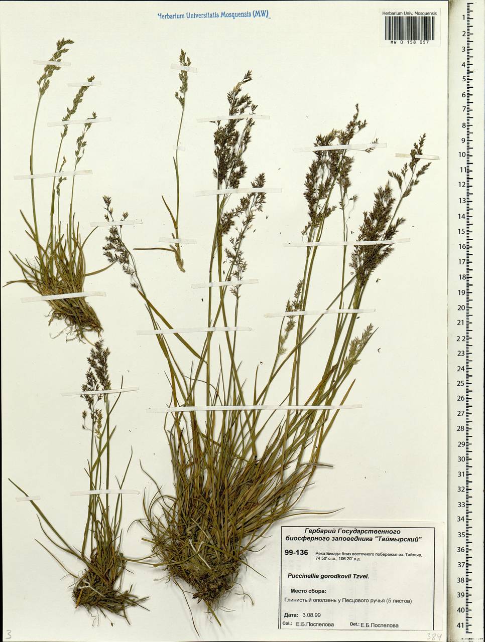 Puccinellia dolicholepis v.krecz. - Бескильница длинночешуйчатая