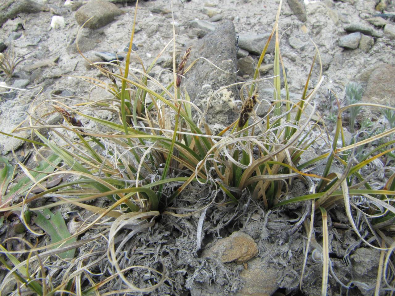 Carex rupestris