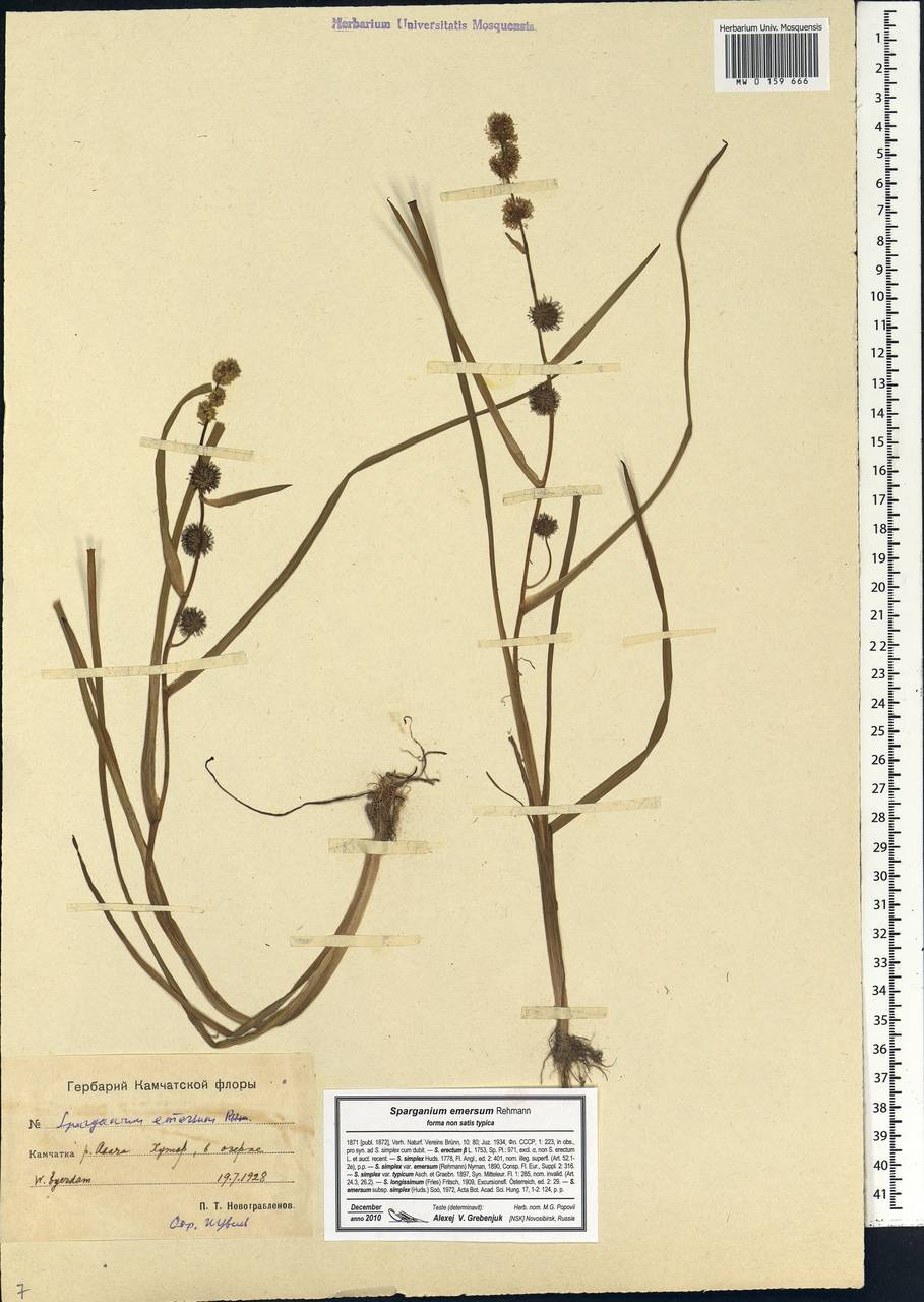 Sparganium emersum Rehmann, Siberia, Chukotka & Kamchatka (S7) (Russia)