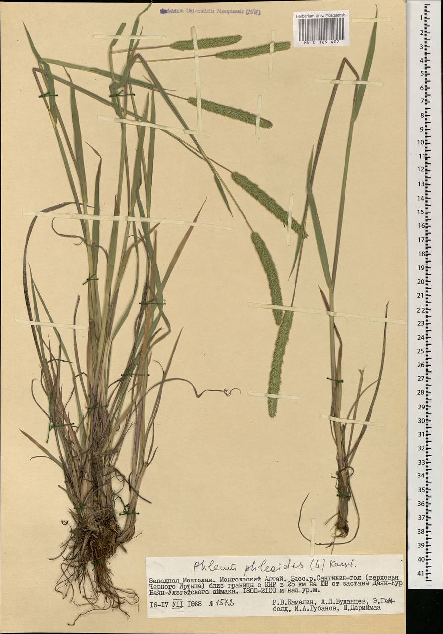 Тимофеевка Степная — Phleum phleoides (l.) Karst.