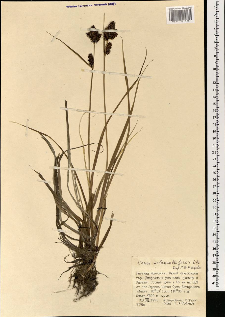 Carex melananthiformis Litv., Mongolia (MONG) (Mongolia)