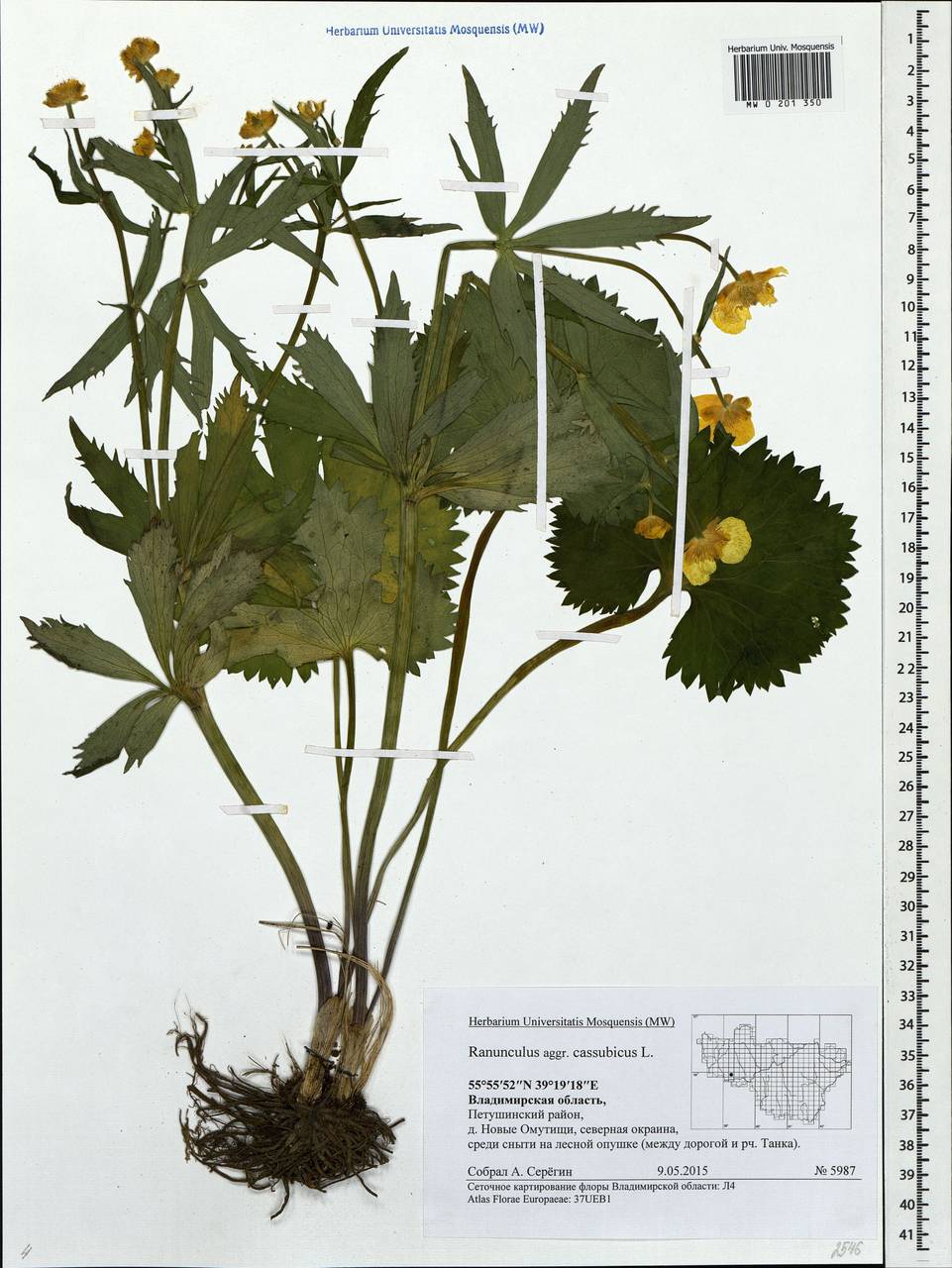 Ranunculus cassubicus L., Eastern Europe, Central region (E4) (Russia)