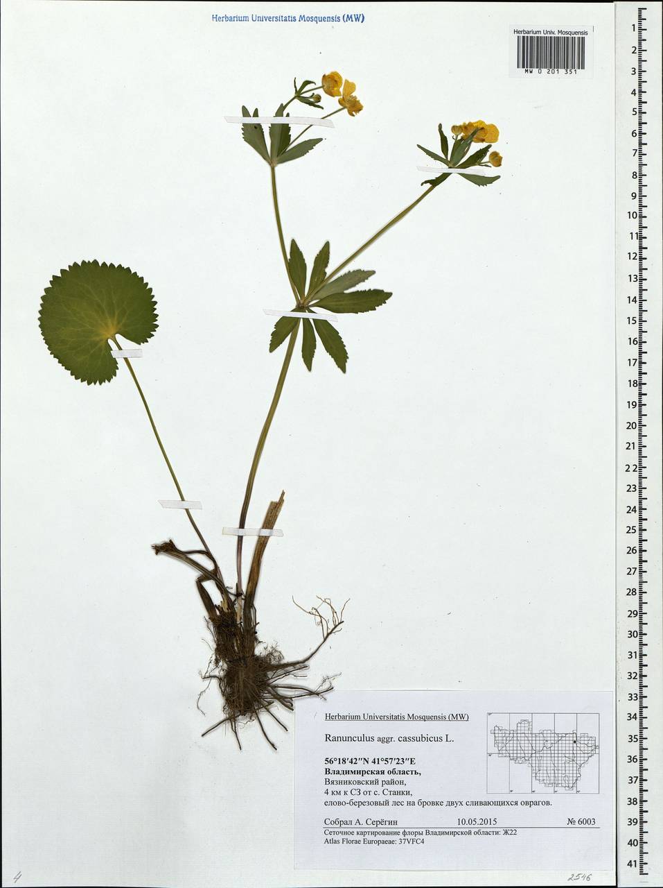 Ranunculus cassubicus L., Eastern Europe, Central region (E4) (Russia)