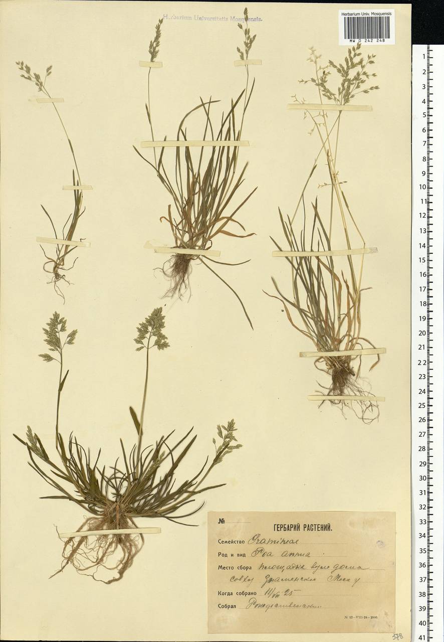 Poa annua L., Eastern Europe, Moscow region (E4a) (Russia)
