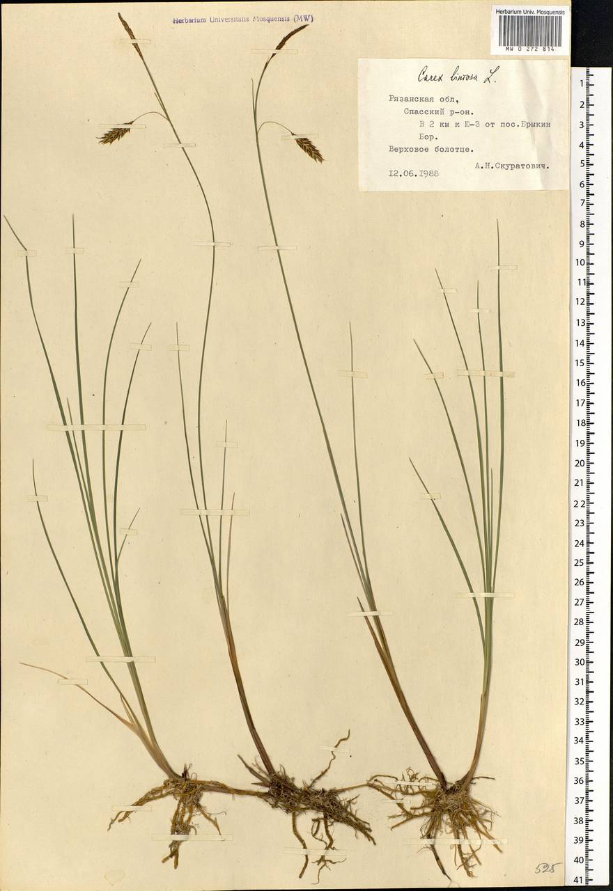 Carex pauciflora рисунок