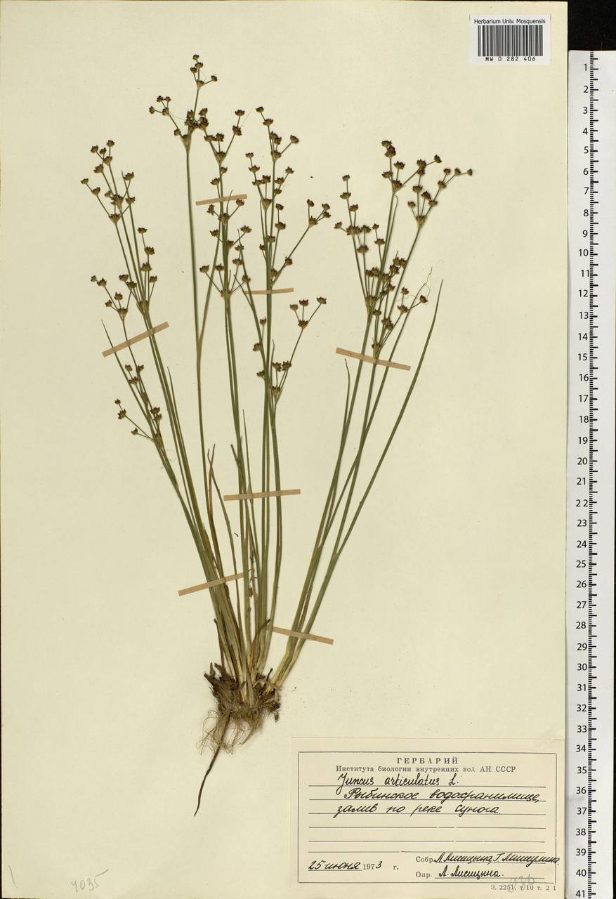 Juncus articulatus L., Eastern Europe, Central forest region (E5) (Russia)