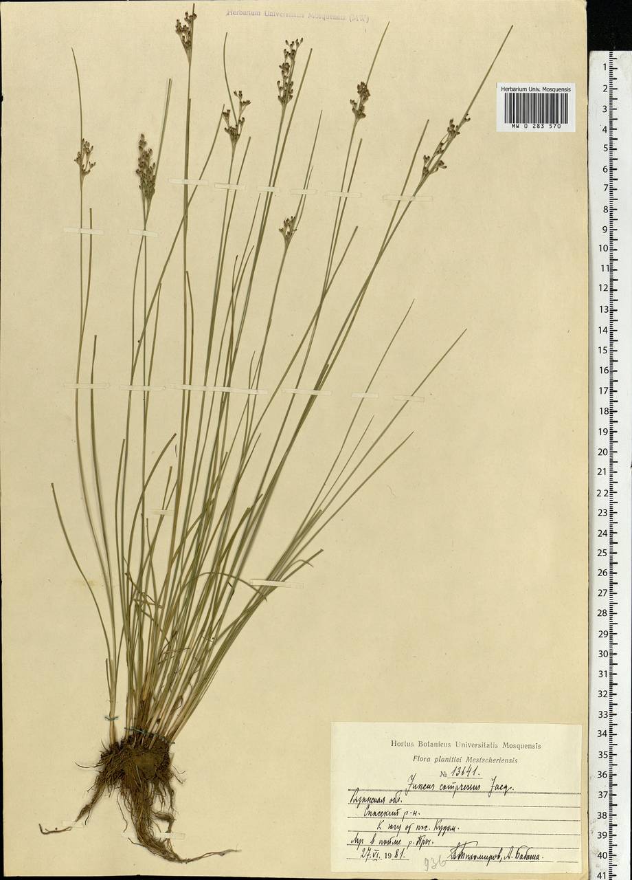 Juncus compressus Jacq., Eastern Europe, Central region (E4) (Russia)