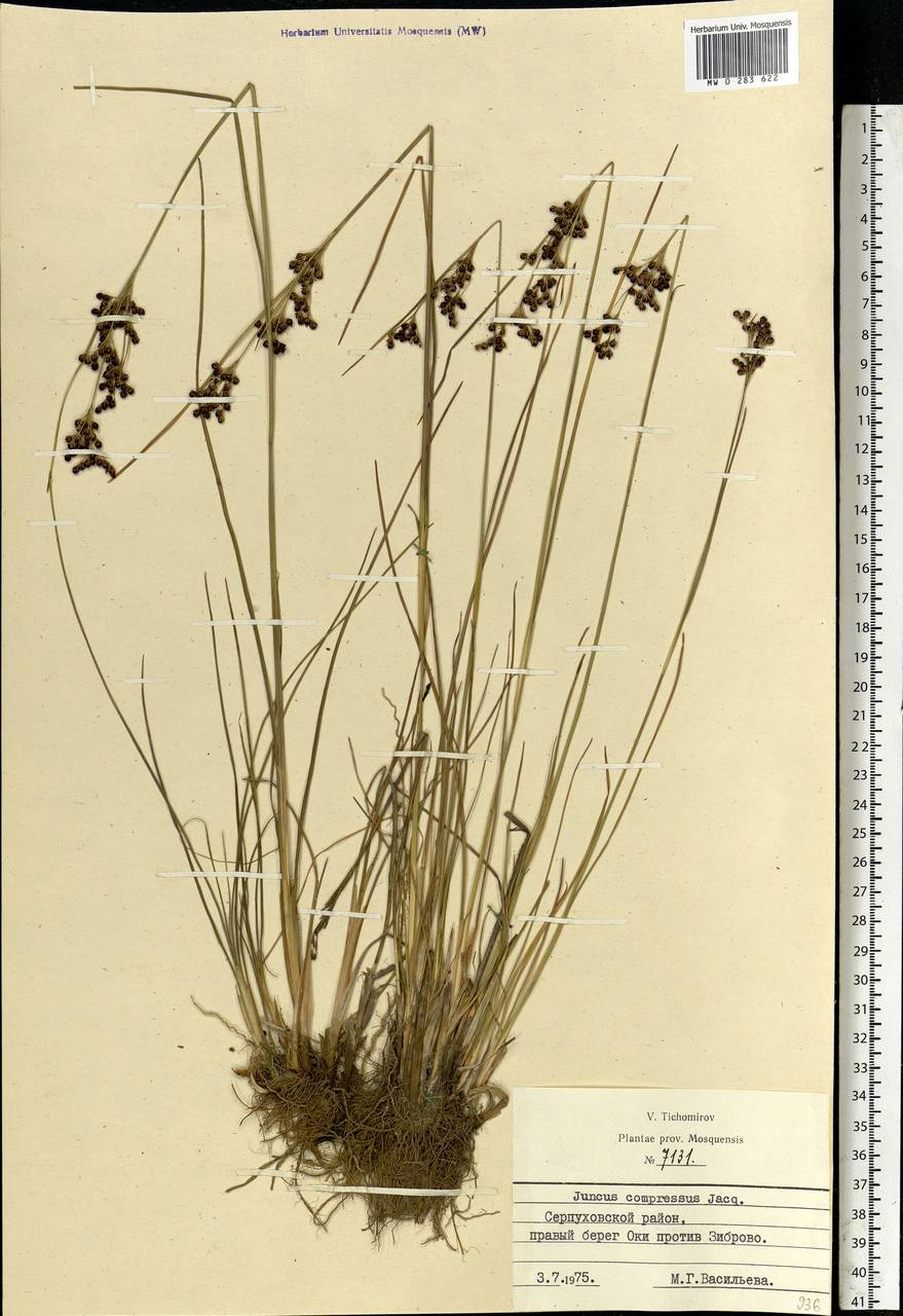 Juncus compressus Jacq., Eastern Europe, Moscow region (E4a) (Russia)