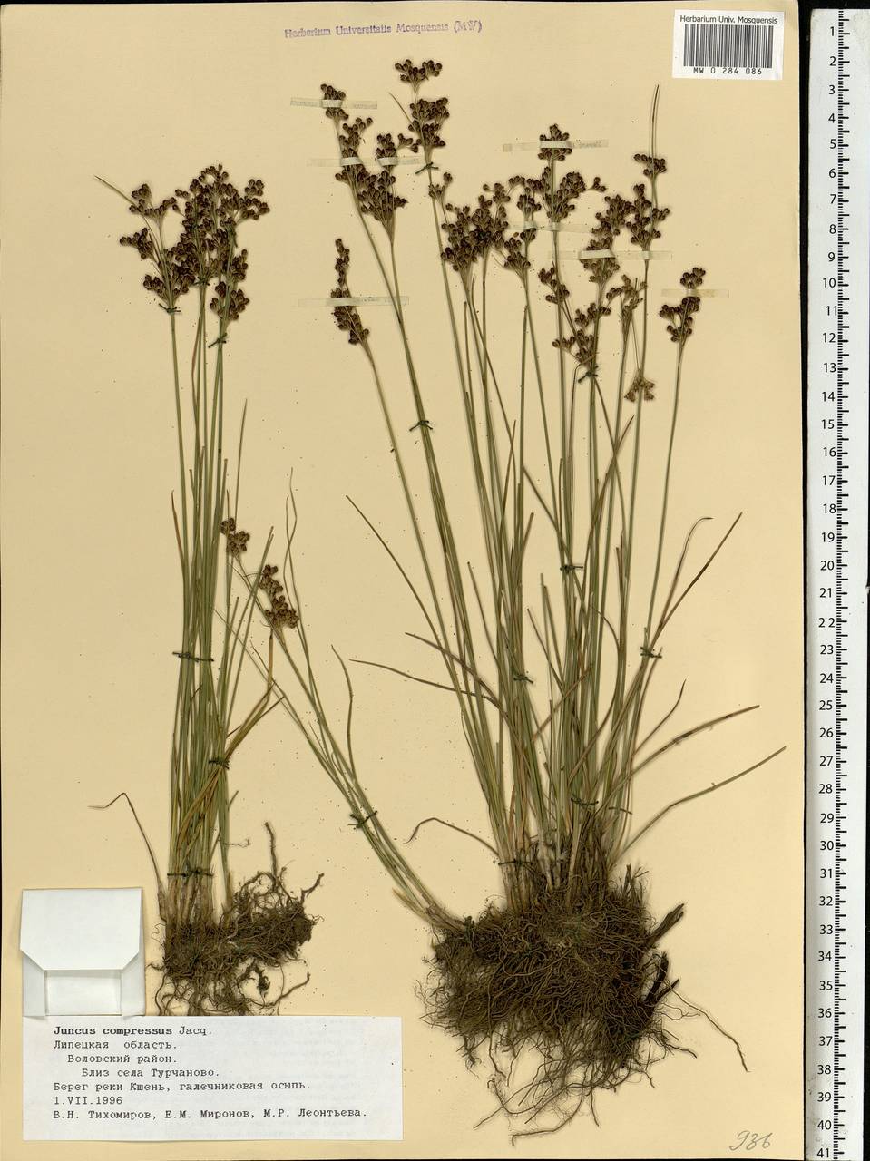 Juncus compressus Jacq., Eastern Europe, Central forest-and-steppe region (E6) (Russia)