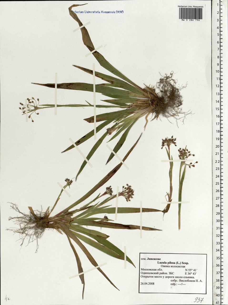 Luzula pilosa (L.) Willd., Eastern Europe, Moscow region (E4a) (Russia)