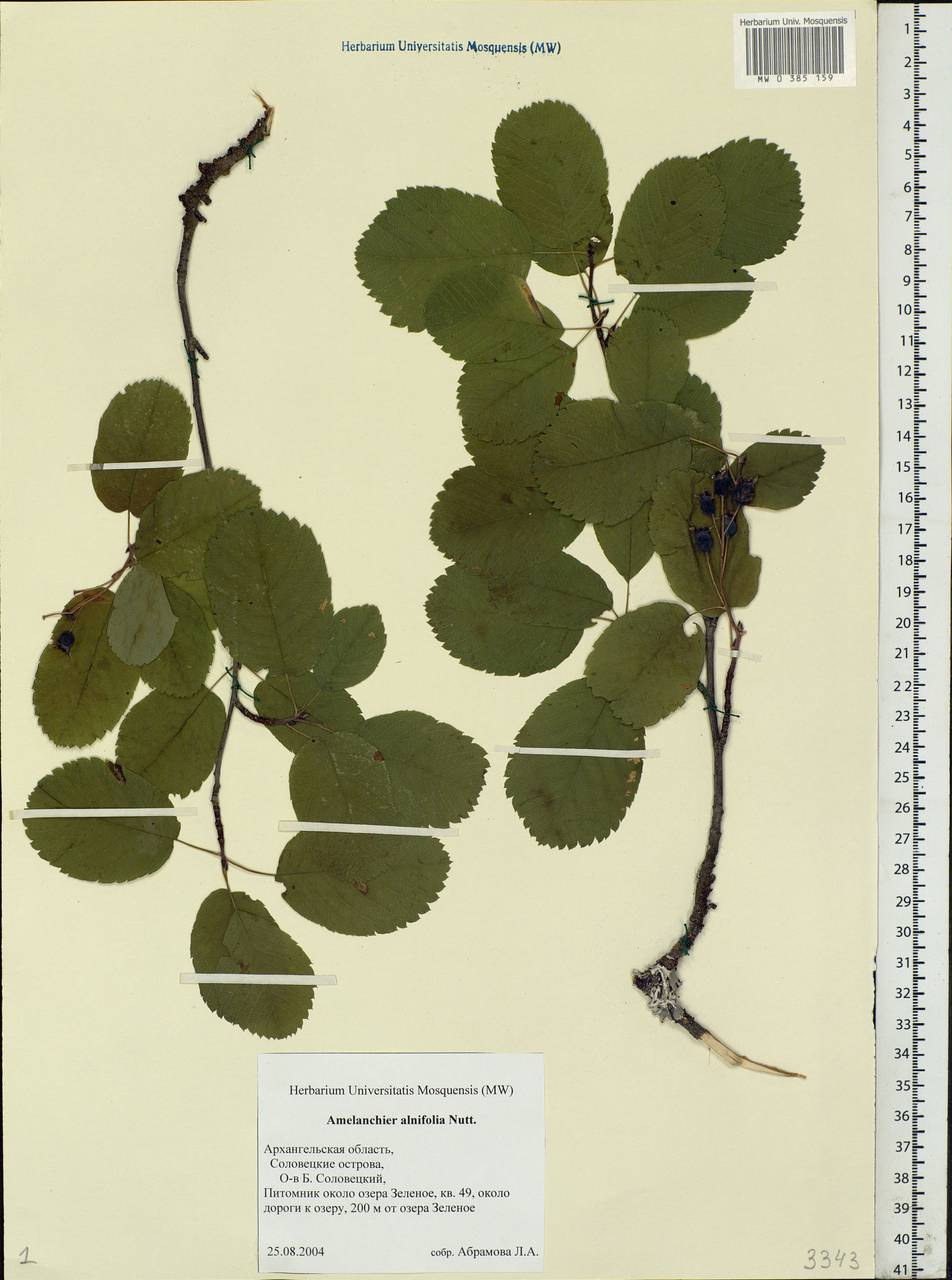 Amelanchier alnifolia гербарии