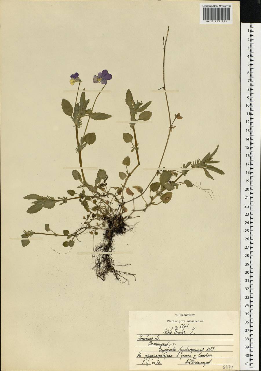 Viola Tricolor гербарий