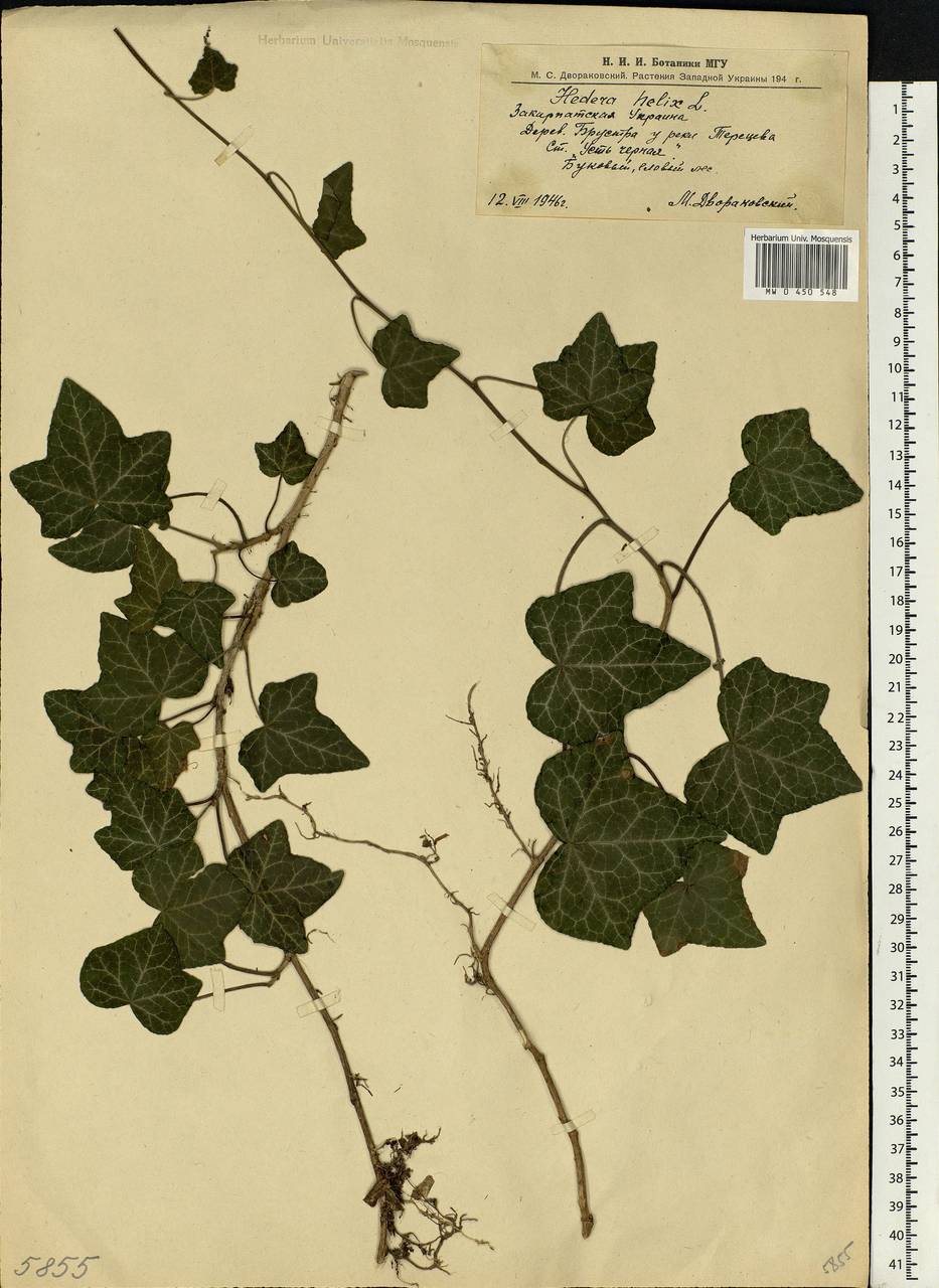 Hedera helix L., Eastern Europe, West Ukrainian region (E13) (Ukraine)