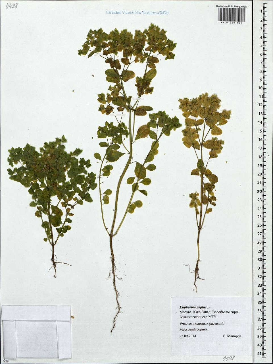Euphorbia peplus L., Eastern Europe, Moscow region (E4a) (Russia)
