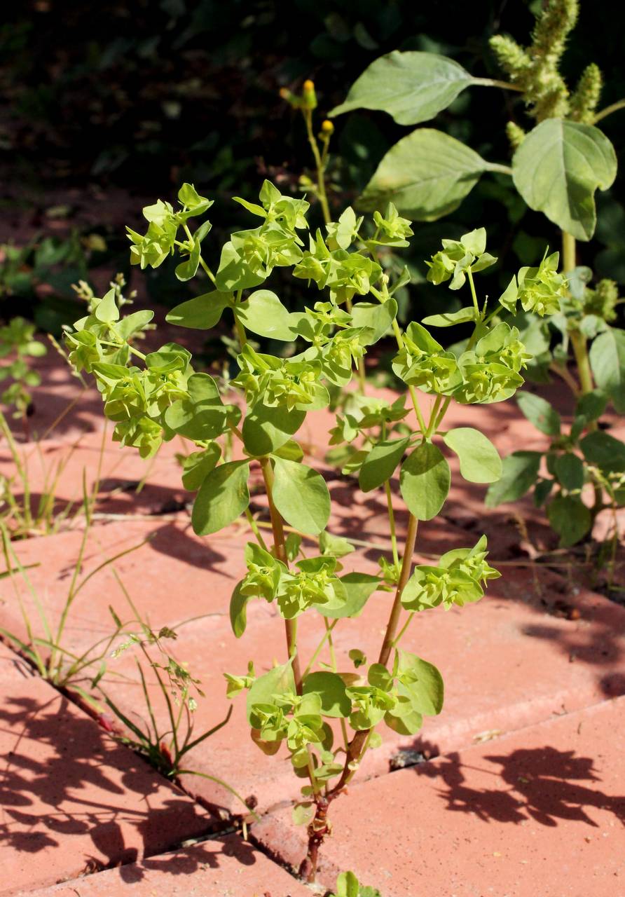 Euphorbia peplus L., Eastern Europe, Moscow region (E4a) (Russia)