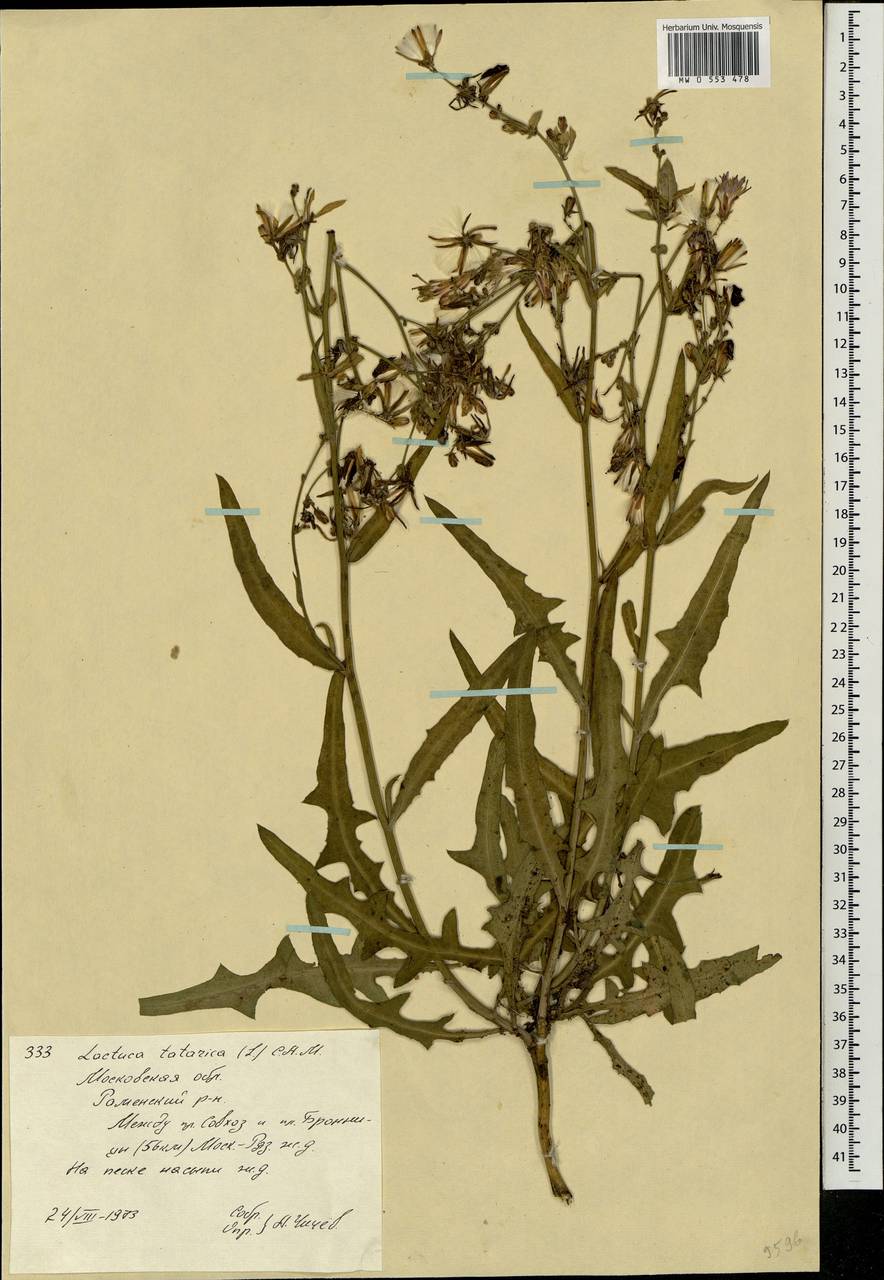 Lactuca tatarica (L.) C. A. Mey., Eastern Europe, Moscow region (E4a) (Russia)