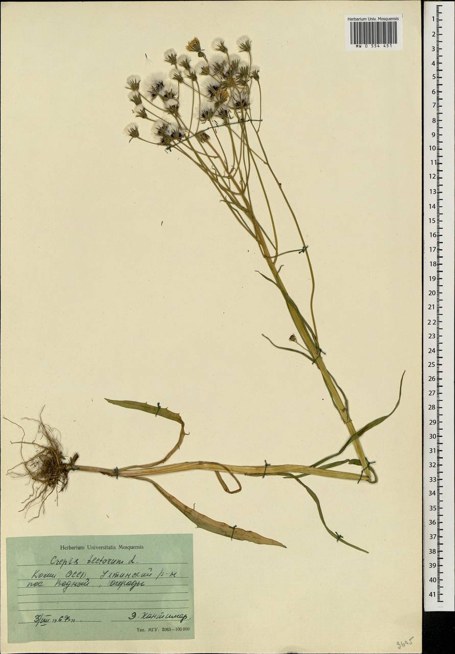 Crepis tectorum L., Eastern Europe, Northern region (E1) (Russia)