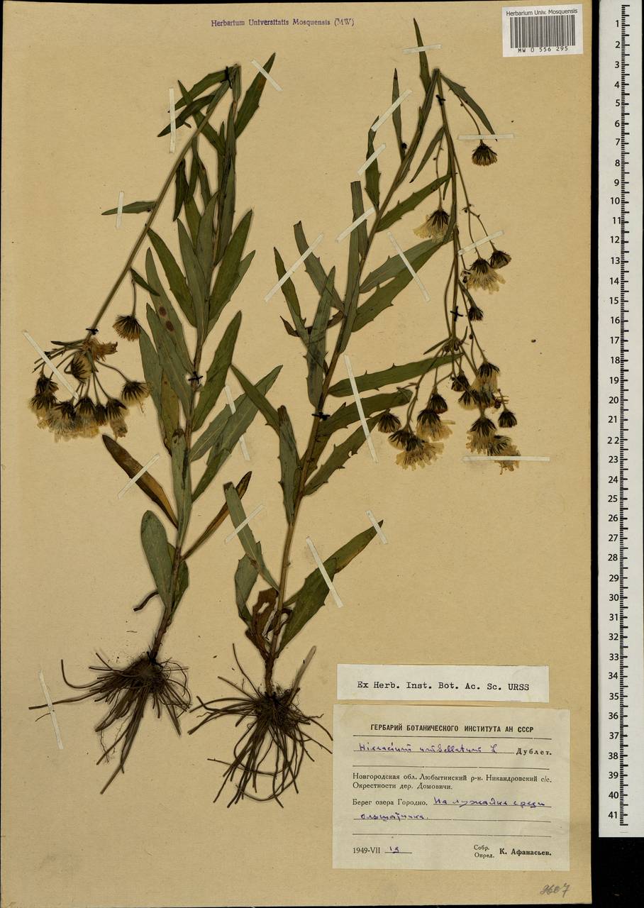 Hieracium umbellatum L., Eastern Europe, North-Western region (E2) (Russia)