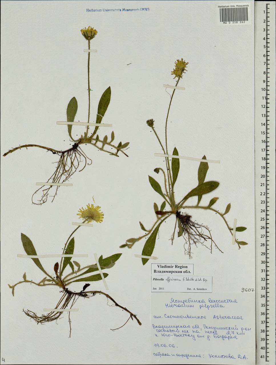 Pilosella officinarum Vaill., Eastern Europe, Central region (E4) (Russia)