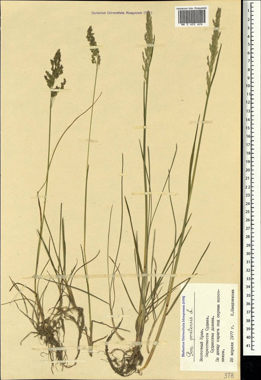 Poa pratensis L., Crimea (KRYM) (Russia)