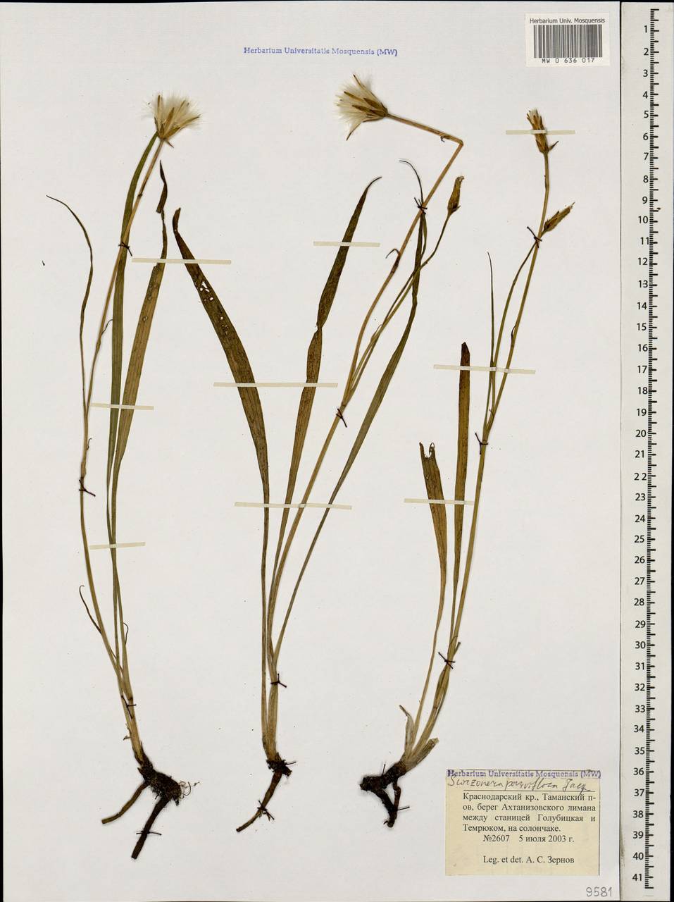 Scorzonera parviflora Jacq., Caucasus, Krasnodar Krai & Adygea (K1a) (Russia)