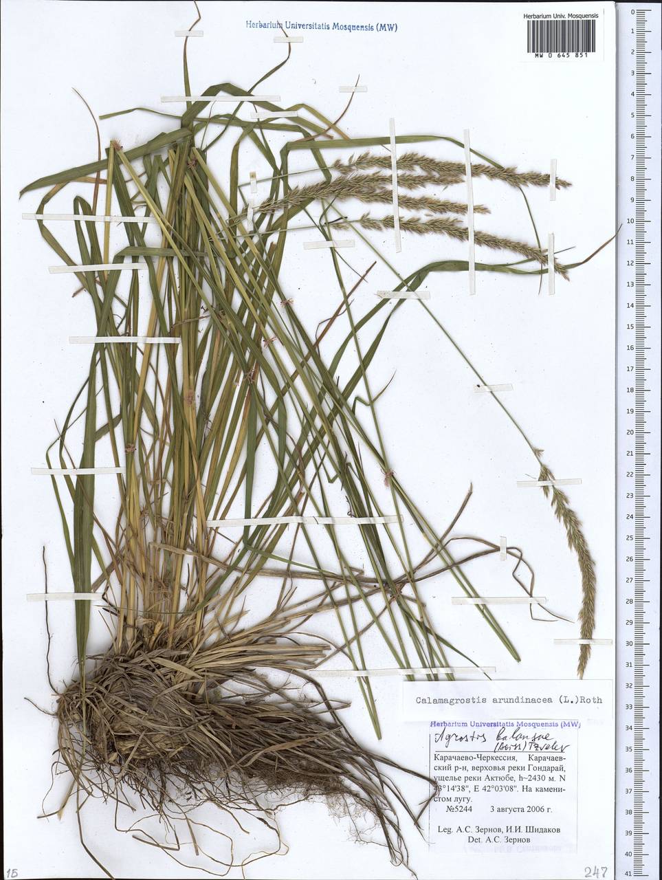 Calamagrostis arundinacea (L.) Roth, Caucasus, Stavropol Krai, Karachay-Cherkessia & Kabardino-Balkaria (K1b) (Russia)