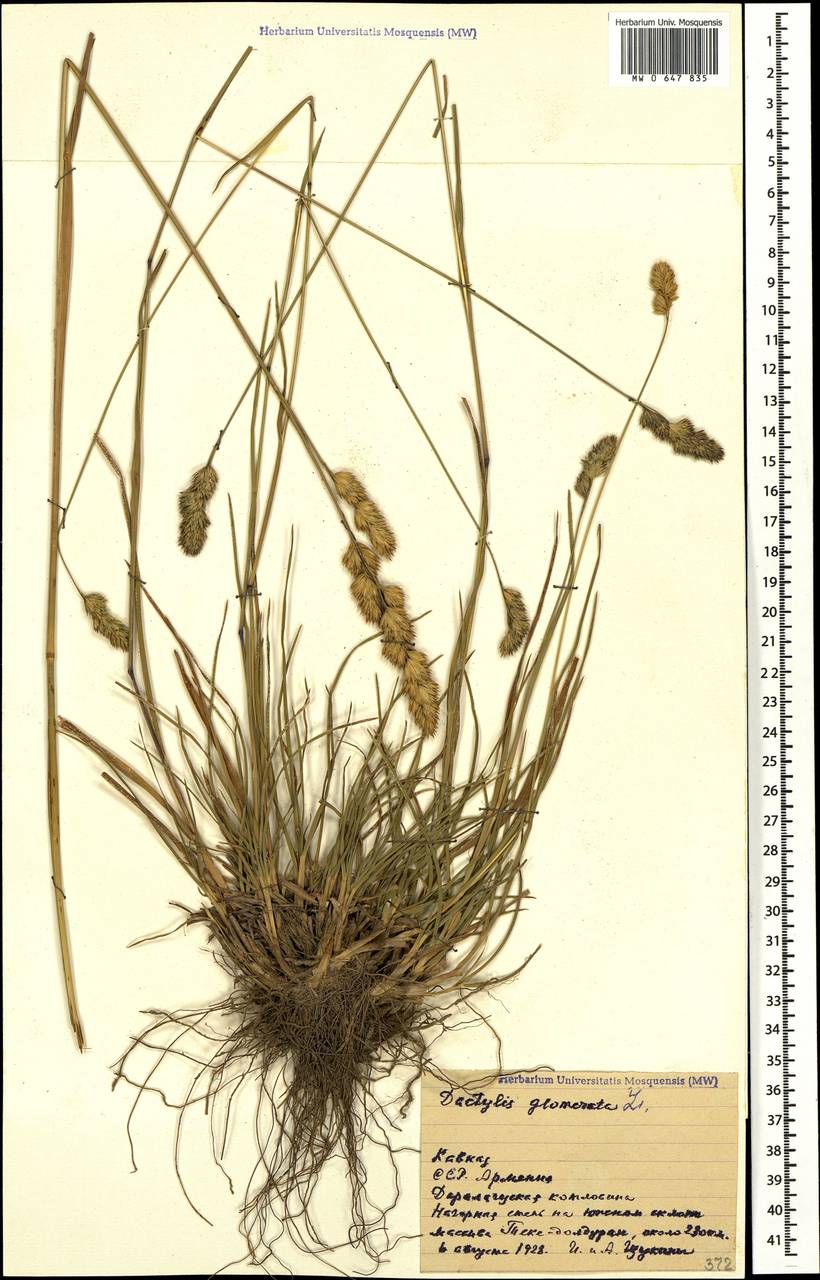 Как выглядит цветок ежа сборная MW0647835, Dactylis glomerata (Ежа сборная), specimen