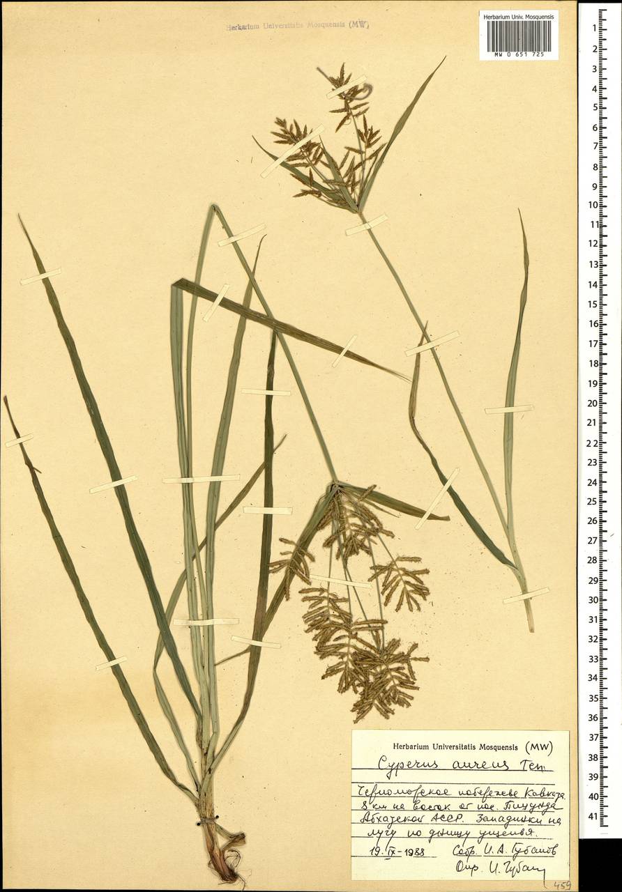 Cyperus esculentus L., Caucasus, Abkhazia (K4a) (Abkhazia)
