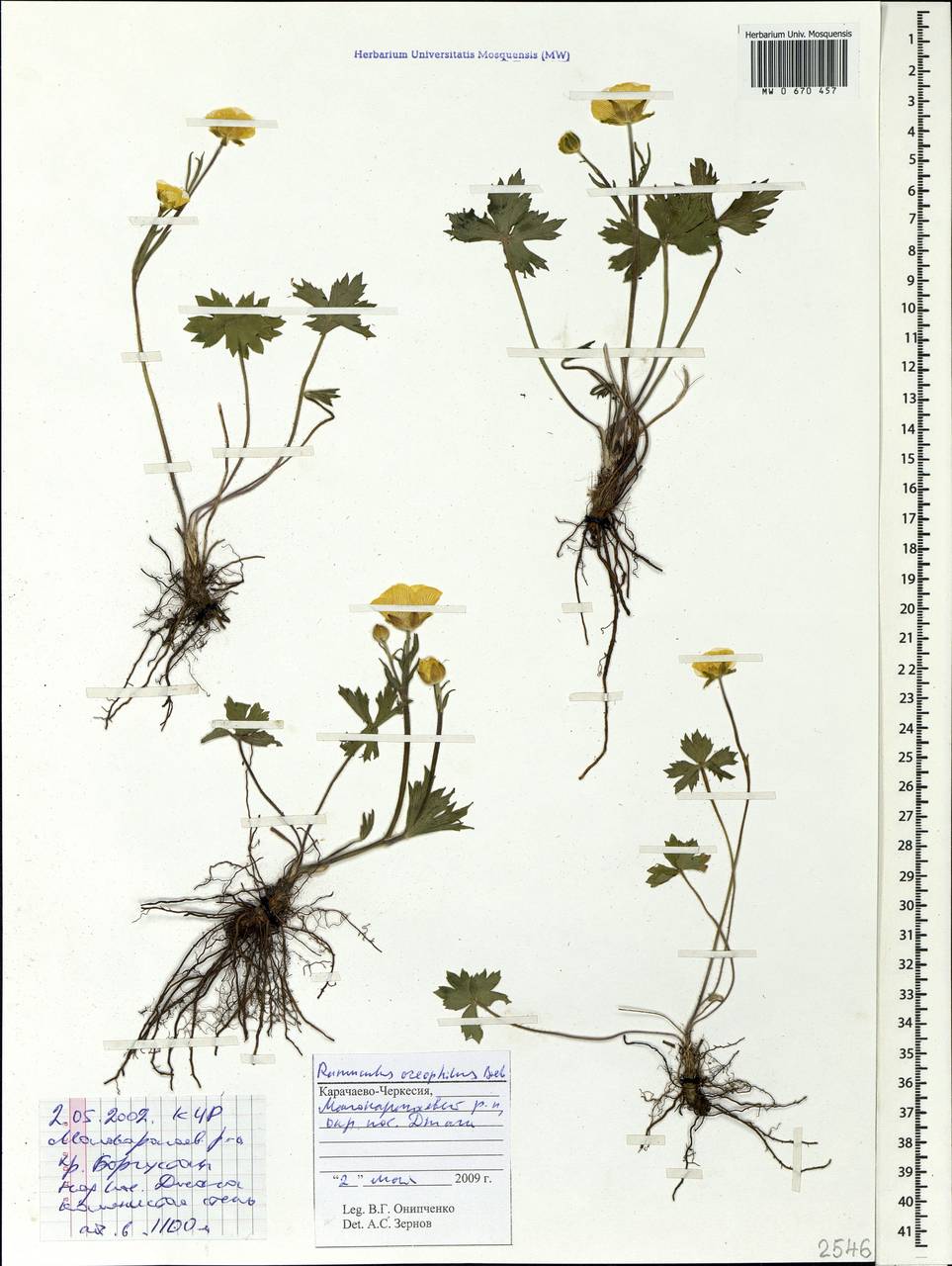 Корневая система лютиков. Ranunculus oreophilus гербарий. Лютик горный. Корневая система лютиковых. Корневая система ранункулюса