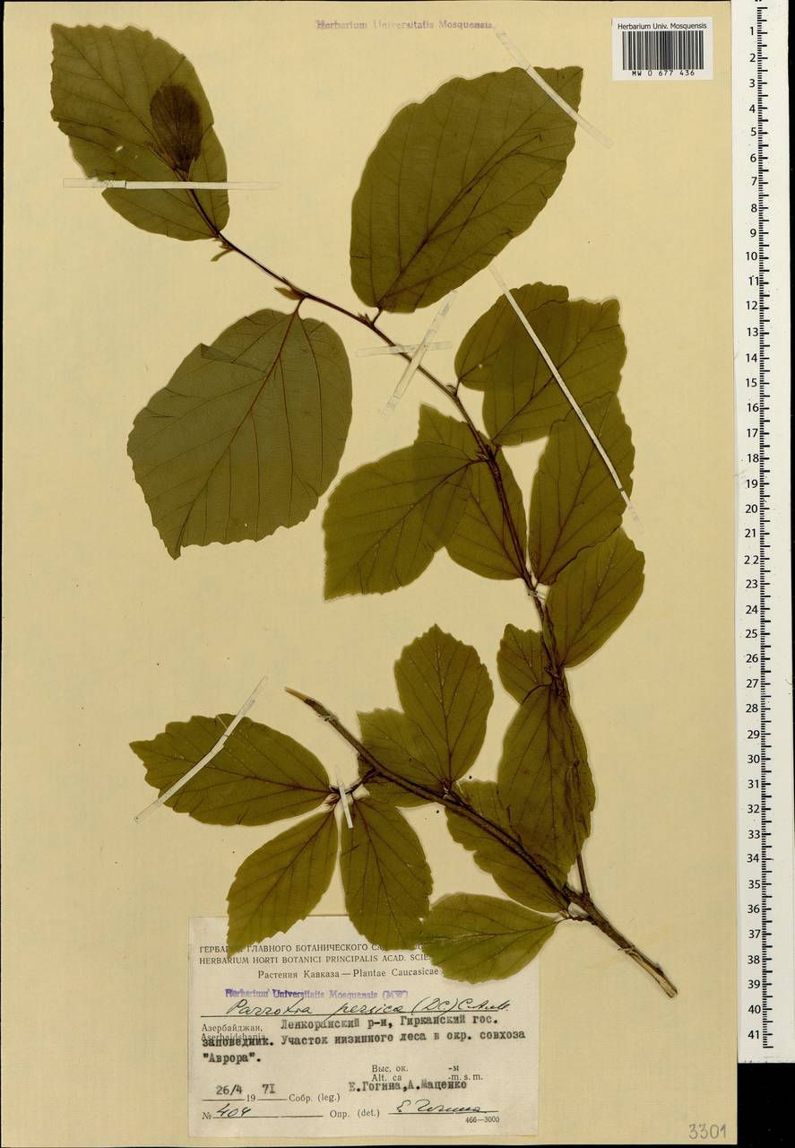 Parrotia persica (DC.) C. A. Mey., Caucasus, Azerbaijan (K6) (Azerbaijan)