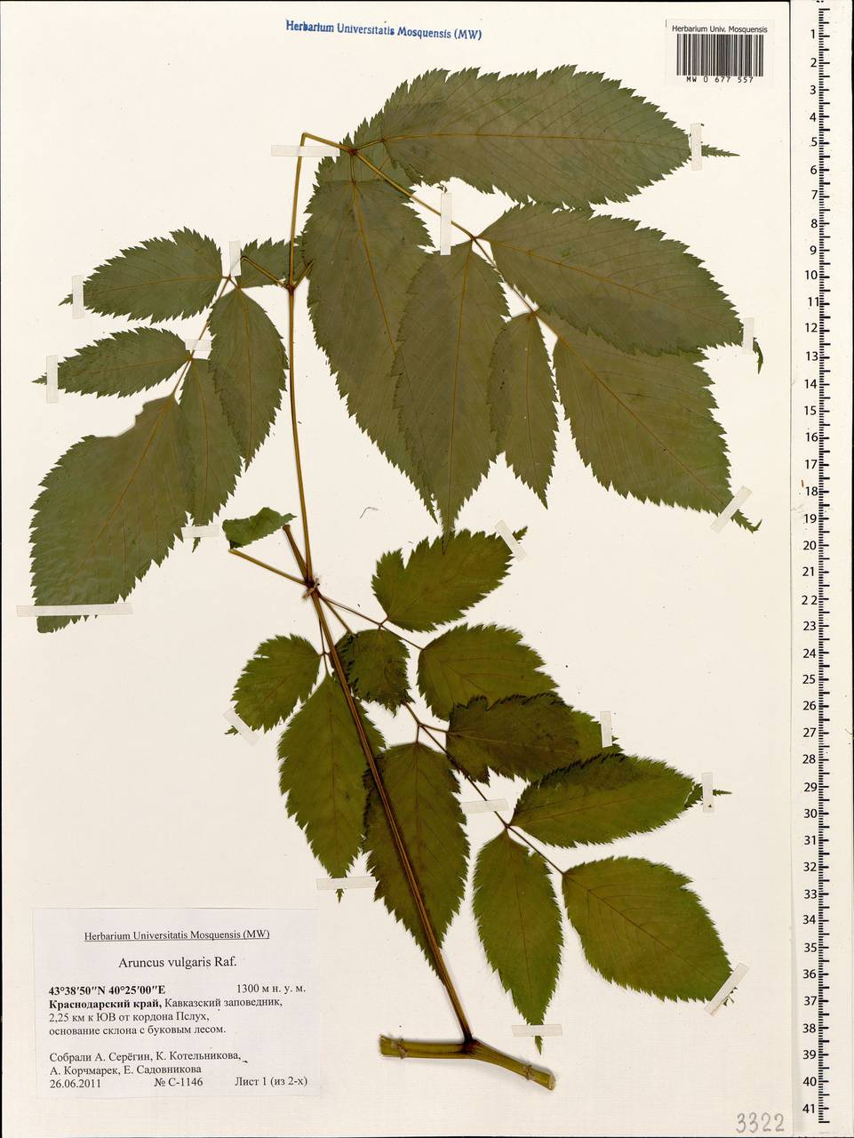Aruncus dioicus var. kamtschaticus (Maxim.) Hara, Caucasus, Krasnodar Krai & Adygea (K1a) (Russia)