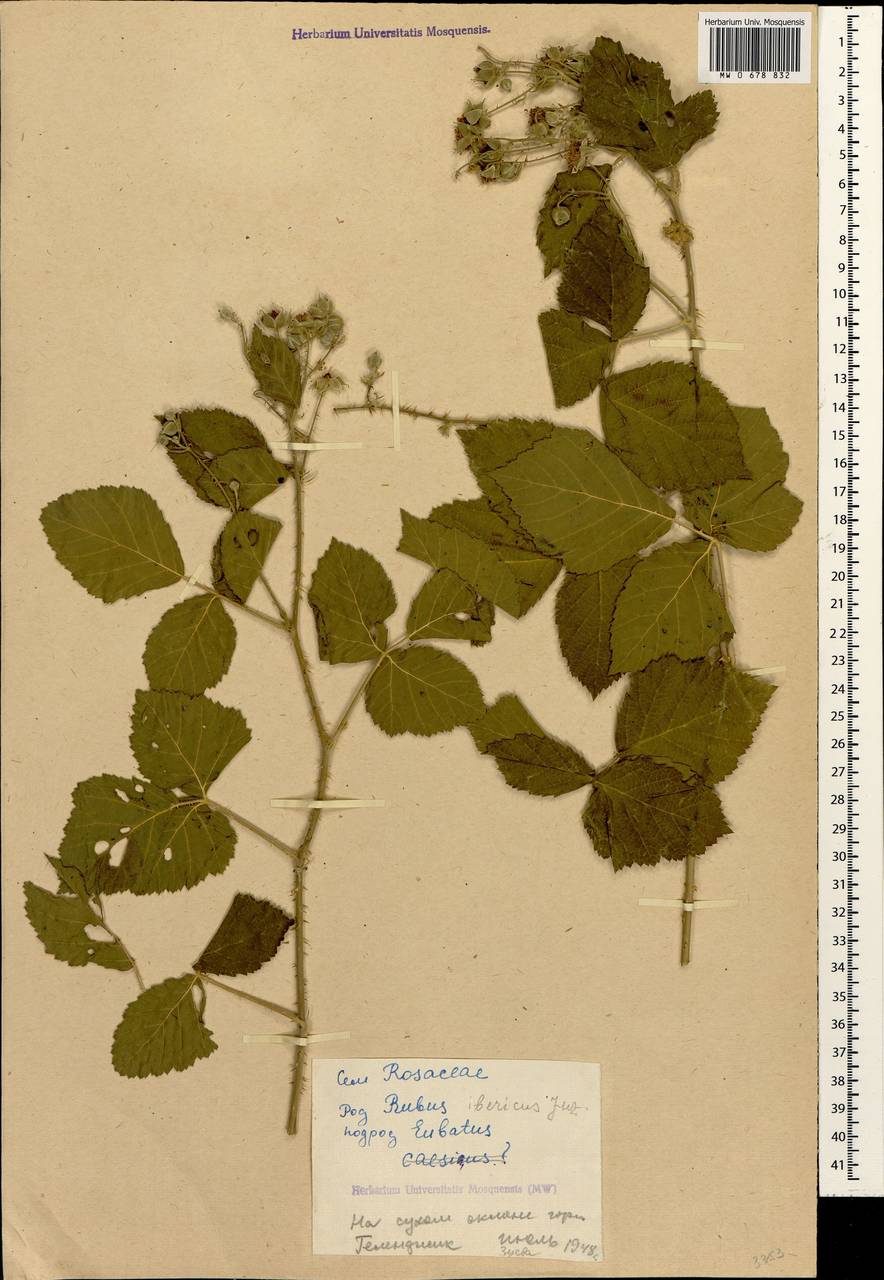 Rubus ibericus Juz., Caucasus, Black Sea Shore (from Novorossiysk to Adler) (K3) (Russia)