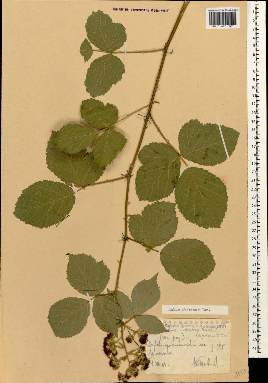 Rubus ibericus Juz., Caucasus, Black Sea Shore (from Novorossiysk to Adler) (K3) (Russia)