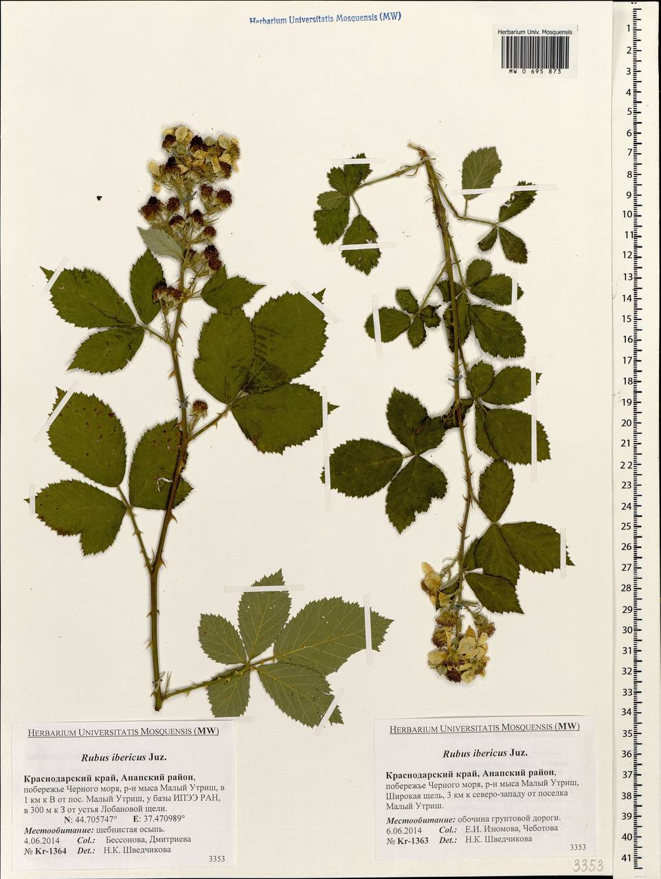Rubus ibericus Juz., Caucasus, Krasnodar Krai & Adygea (K1a) (Russia)