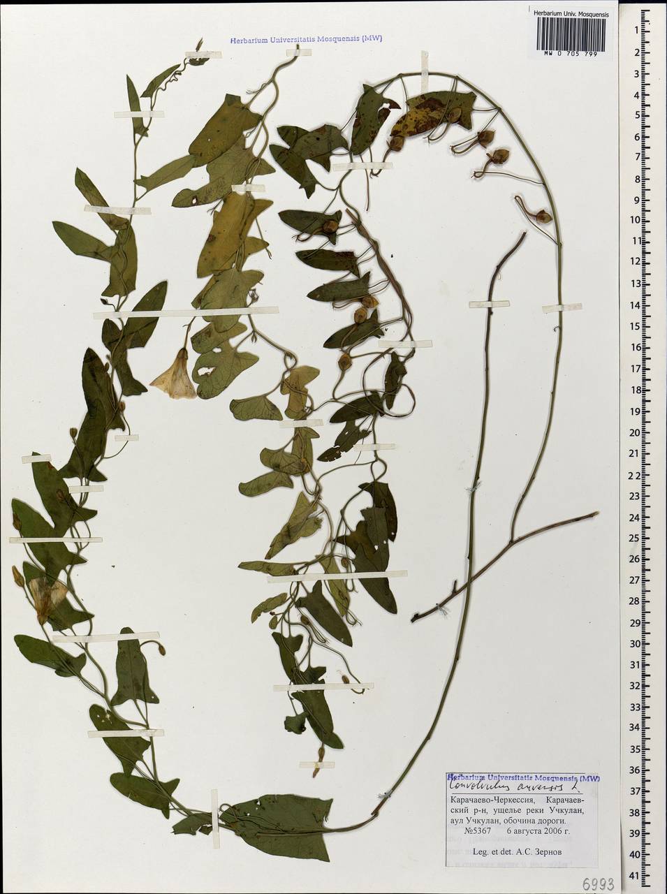 Convolvulus arvensis L., Caucasus, Stavropol Krai, Karachay-Cherkessia & Kabardino-Balkaria (K1b) (Russia)