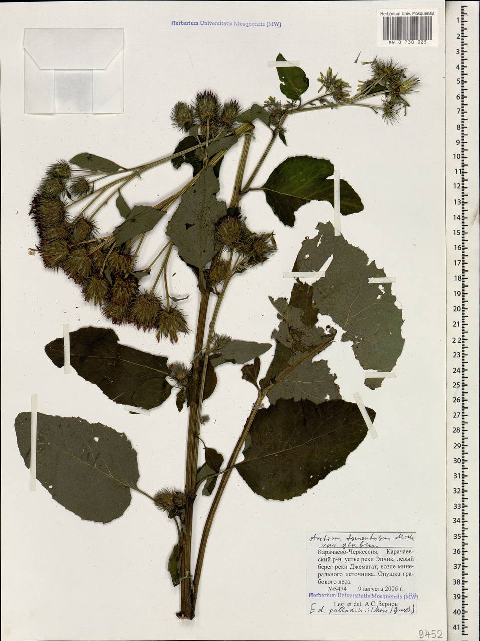 Лопух Дубравный (Arctium nemorosum lej.)