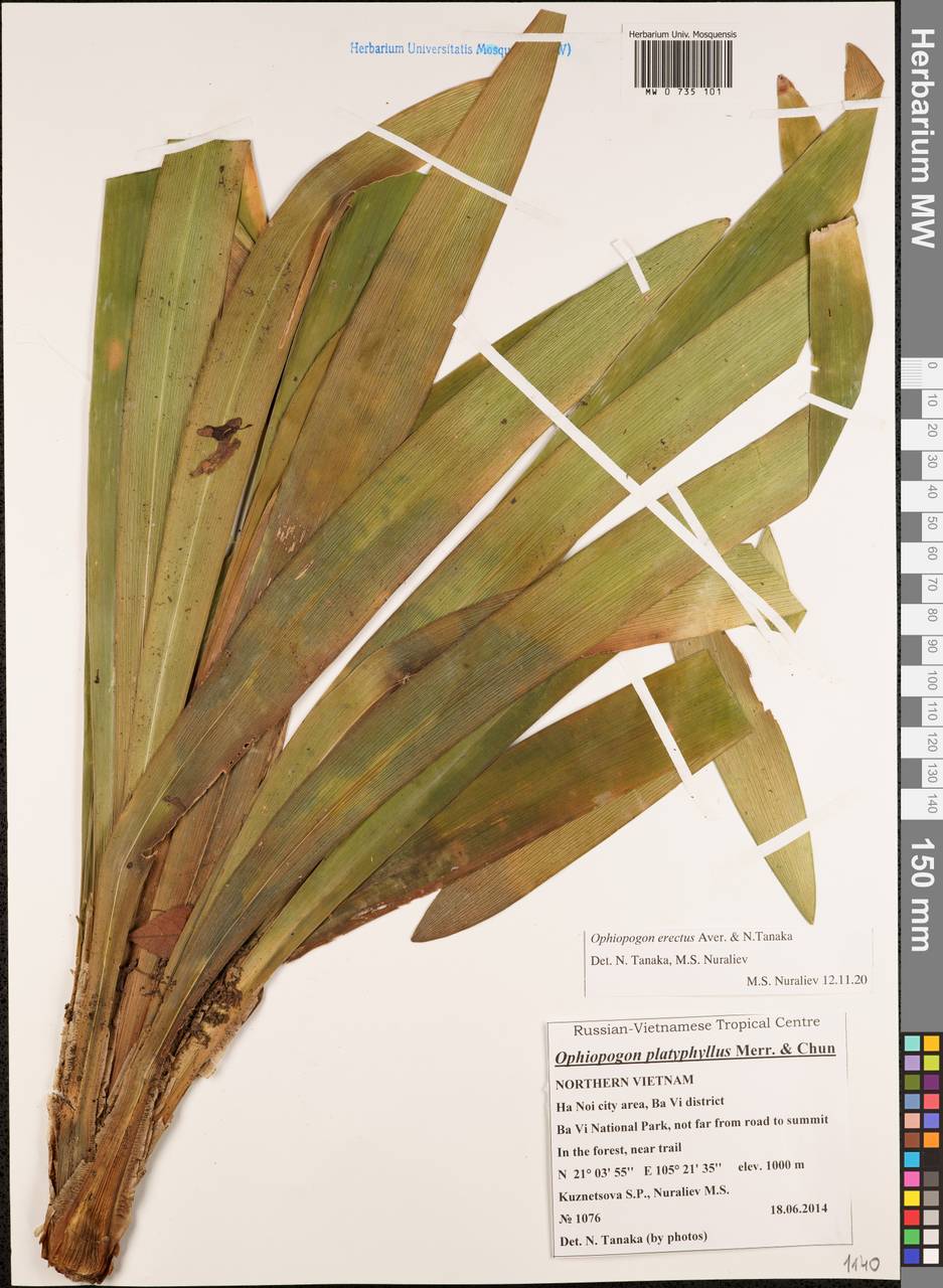 Ophiopogon erectus Aver. & N.Tanaka, South Asia, South Asia (Asia outside ex-Soviet states and Mongolia) (ASIA) (Vietnam)